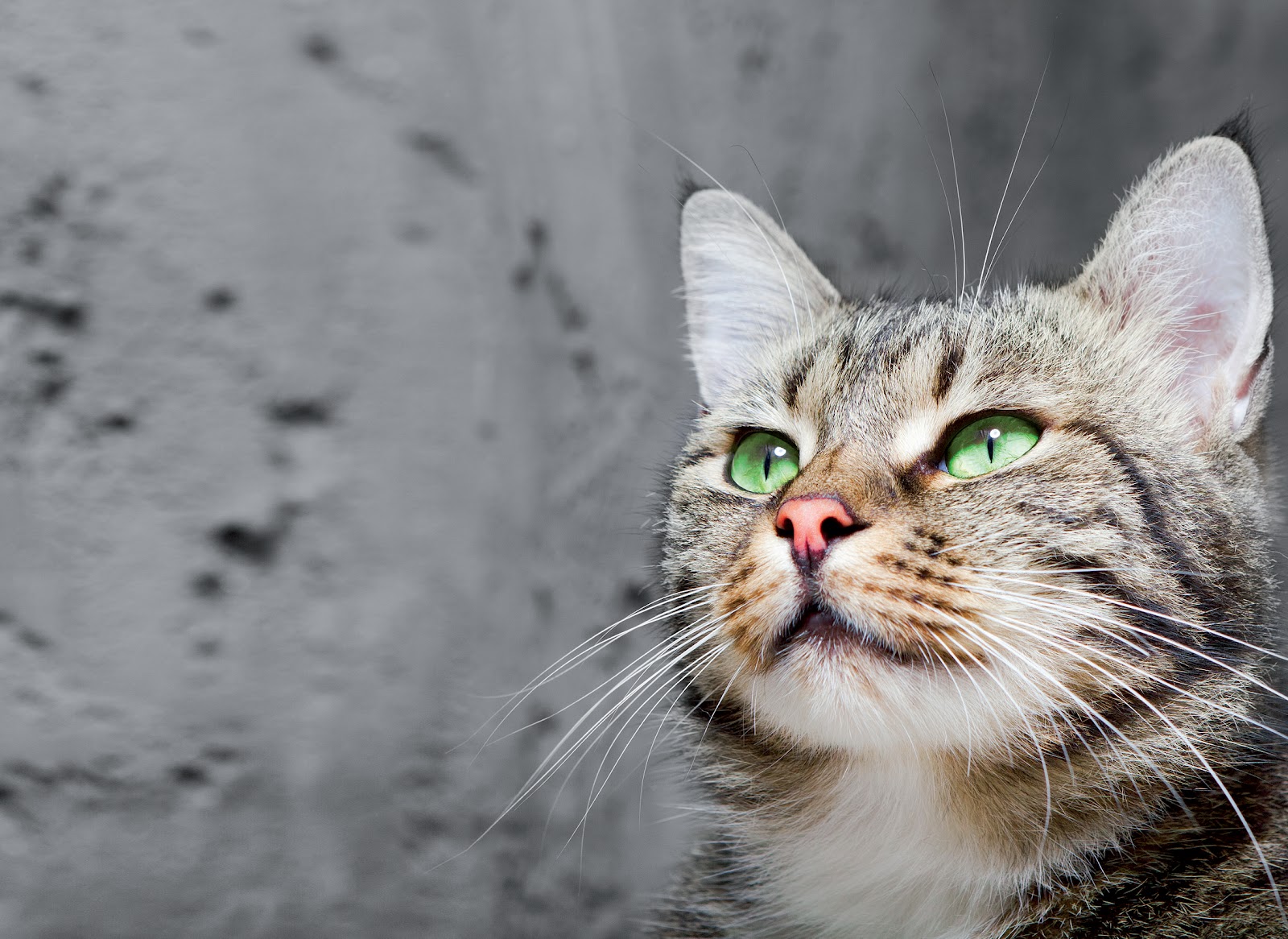 toxoplasmosis gondii gatos toxoplasmosis gondii gatos